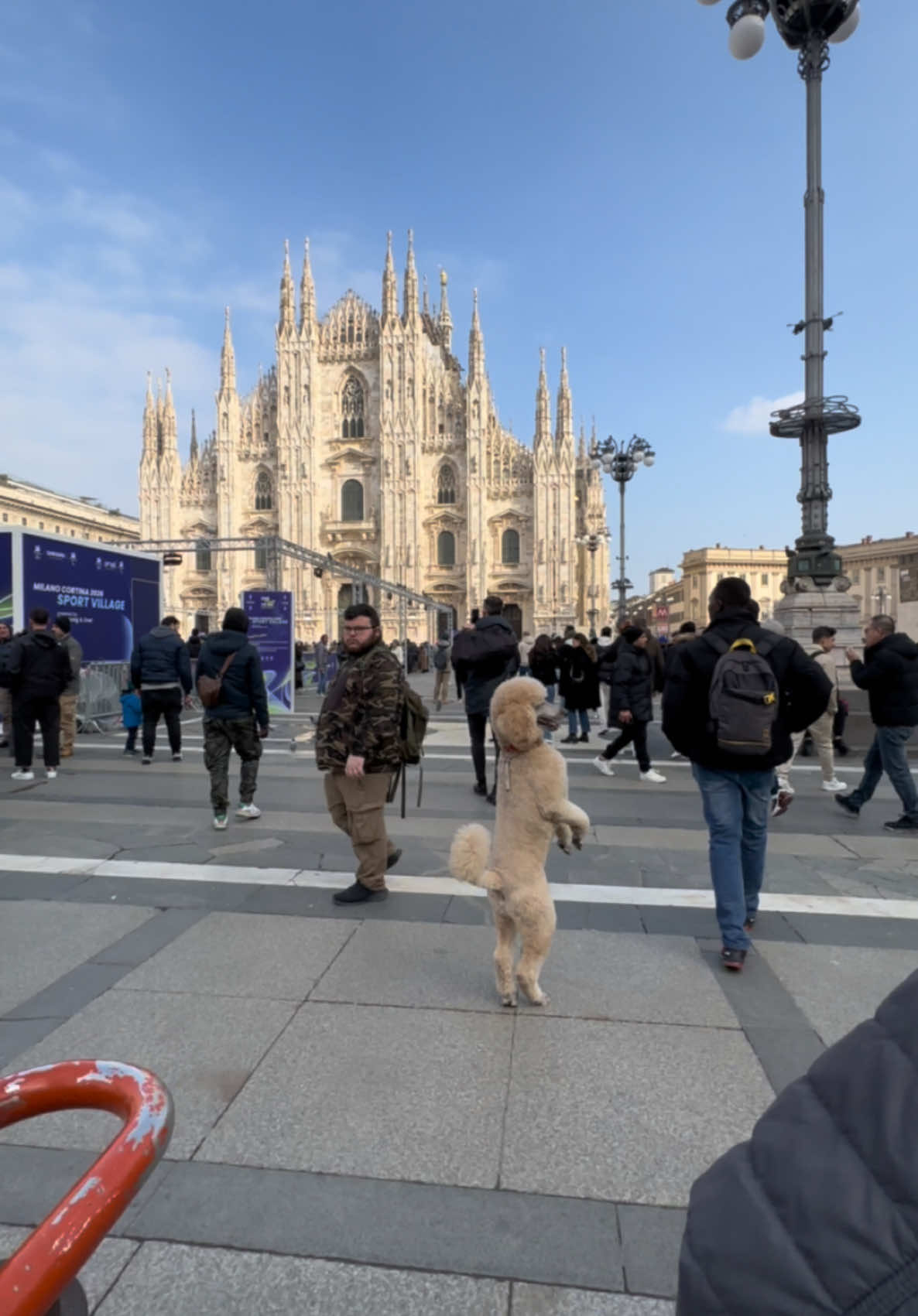 Pappy taking a look at Italy. #pappythepoodle #fyp #italy #dogonhindlegs #duomo #