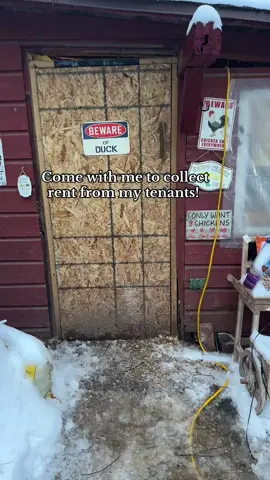 i fear rent is SERIOUSLY PAST DUE ‼️‼️‼️‼️‼️‼️ #eggcollecting #chickencoop #chickens #eggshortage 
