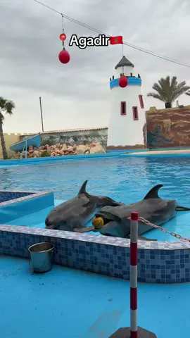 Dolphin🐬 #CAPCUT #morocco #agadir #dolphinshow #dolphinchallenge #dolphins #anza #capcut_edit #fyp #fouryou #fypシ゚ #الشعب_الصيني_ماله_حل😂😂 #🐬 