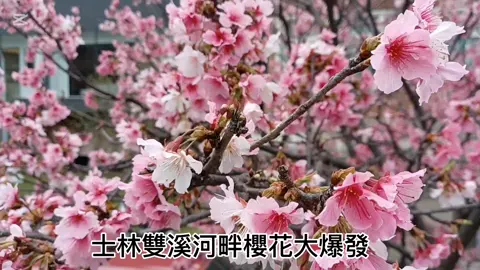 櫻花大爆發 #士林雨農橋 #雙溪河畔 #2025 2/15 #CapCut #
