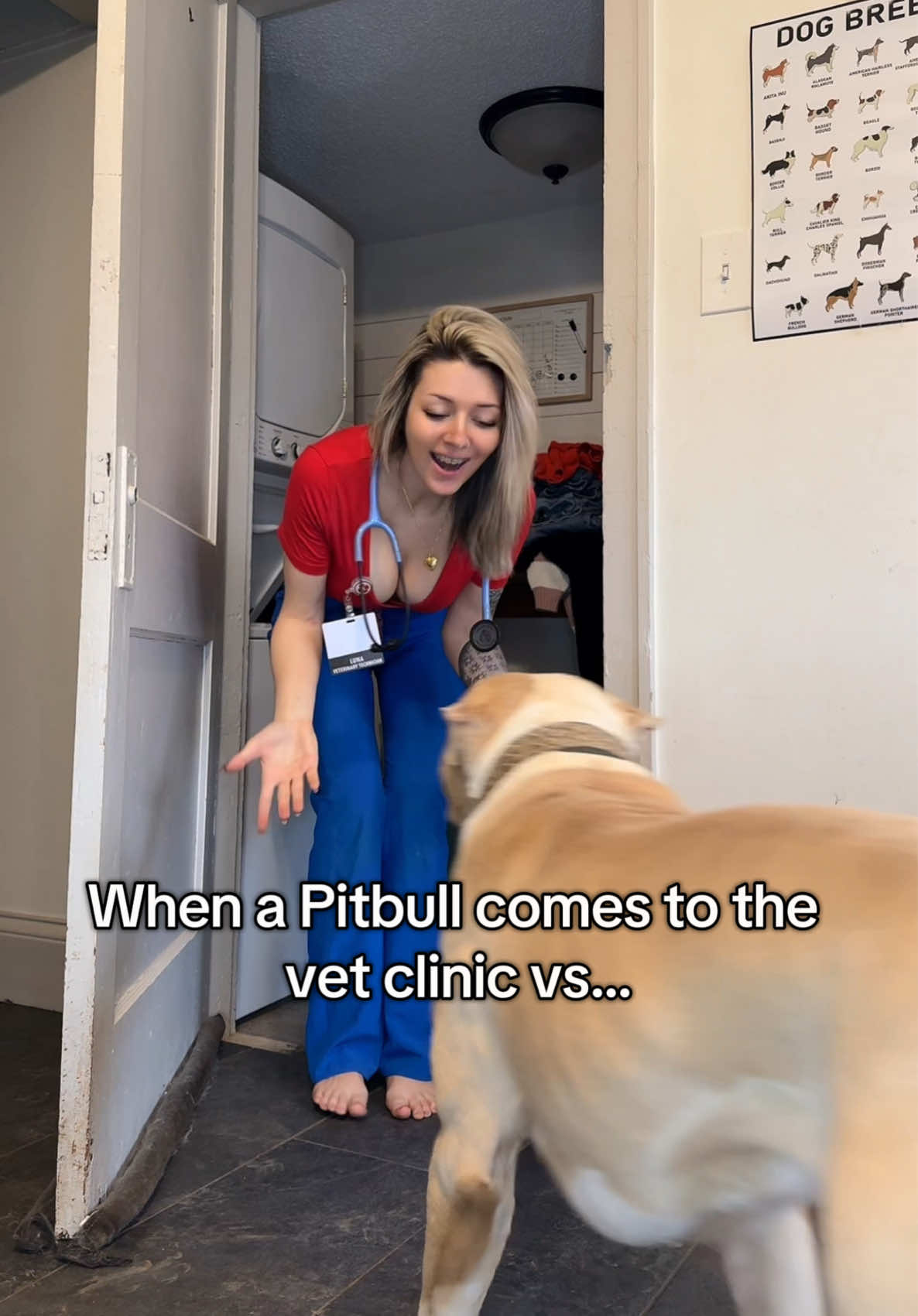 Pitbulls are such sweethearts !! Its the little ones you have to watch out for !! #pitbull #vetmed #vetlife #bulliesoftikitok #bullybreeds 