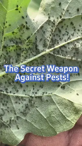 #plants #garden #farm #plantingtips #gardening #farmlife #gardeningtips #vegetables #planting #homegarden #veggies #fertilizer #pests 