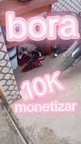 bora monetizar 