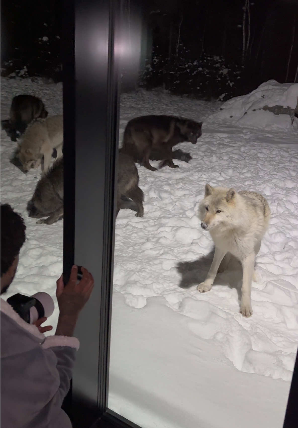 So many #wolves coming by  #wolf #fyp 