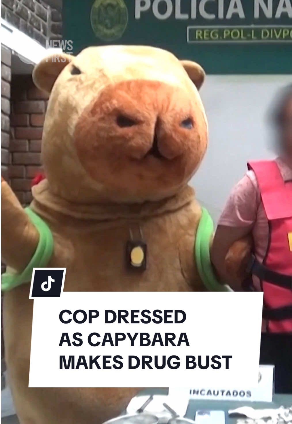 Peruvian police have used an unconventional strategy to nab a suspected drug dealer on Valentine’s Day in the country’s capital, Lima. Vision shows a police officer dressed up in a capybara costume, wearing a turtle backpack with hearts, to carry out the drug raid where authorities found 1,700 packages of cocaine and marijuana. The specialised Green Squad police unit often disguise their agents in fancy dress during holiday periods such as Valentine’s Day, Halloween and Christmas. The head of the unit, Col Pedro Rojas said, “On this occasion, Valentine’s Day, lover’s day, we sought to camouflage ourselves with the character of the capybara.” #10newsfirst #peru #lima #police #capybara 