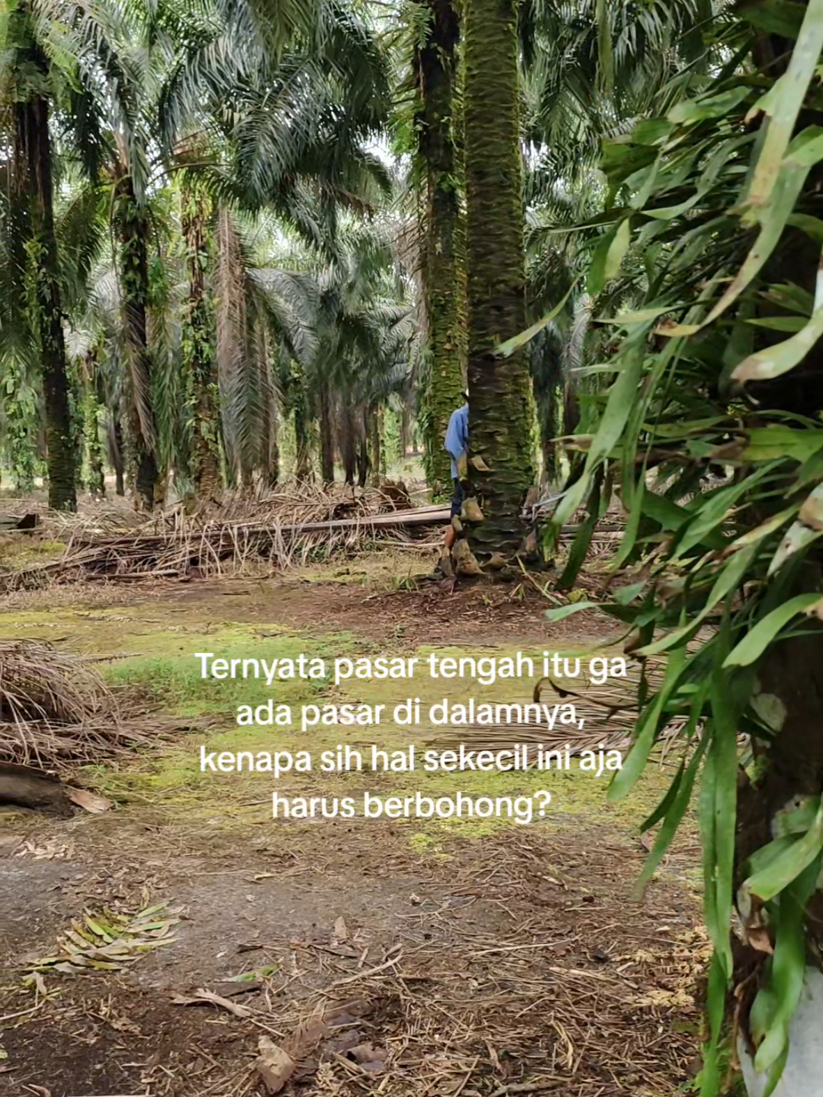 apalagi kebohongan di kebun ketua?  #edit #kerja #quote #petanisawitidaman #planter #storyanakkebun 