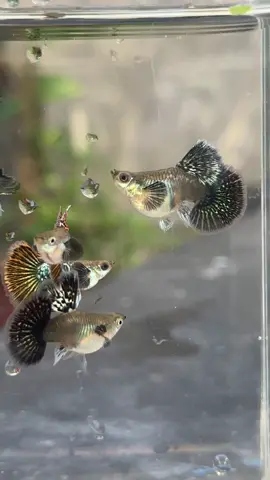 Rồng đỏ sps #guppyvietnam🇻🇳 #guppyfish 
