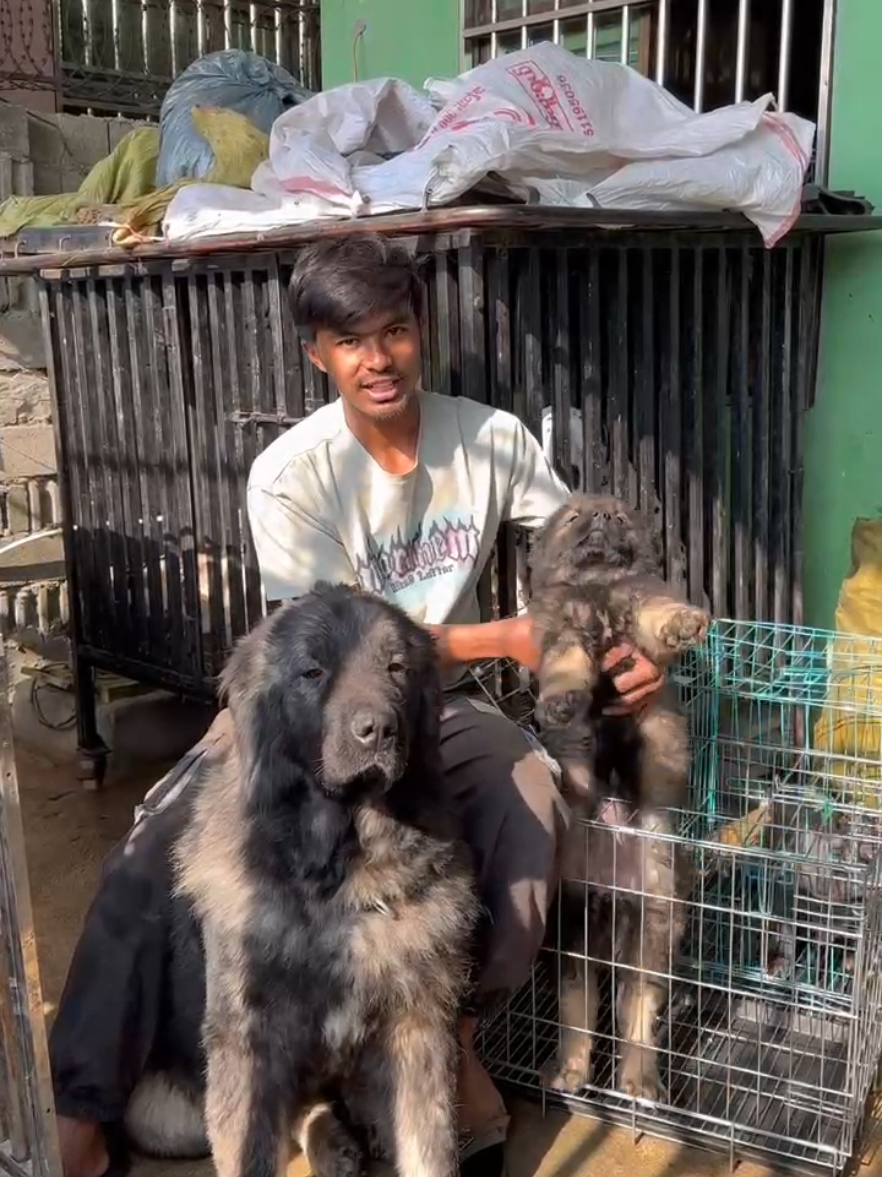 အားလုံးဘဲ မင်္ဂလာပါဗျာ့ 🤗🥰 Caucasian shepherd လေးတွေ လိုချင်လျှင် ထပ်ရမယ်နော် 09-454303098(Viber),09689395924#shanstate #muse #ကြိုက်တဲ့puppyအမျိုးအစားများမှာလို့ရတယ် #caucasian #caucasianshepherd #caucasianshepherddog 