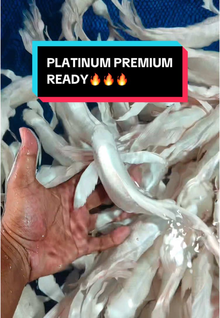 KITA READYKAN PLATINUM PREMIUM🔥🔥#fyp #astrokoi #nishikigoi #koijumbo #koiindonesia🇮🇩 #koi #koisuper #koisuper #ikankoi #koifish #koiblitar #bibitankoi #koikontes 