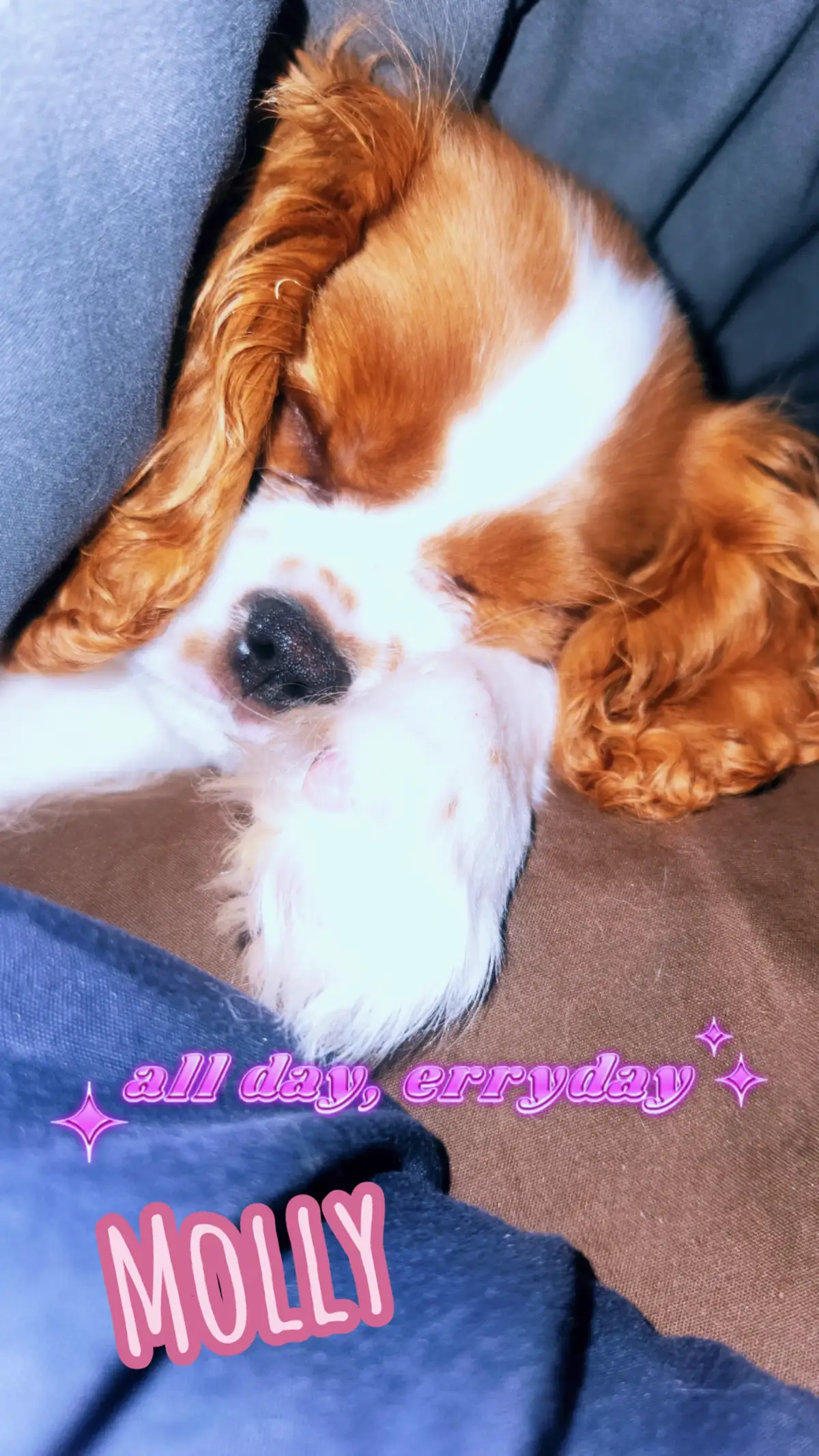 #unconditionallove #lovestory #keepcarolalive #massfollowing🔥🔥 #fupviral #jesusiseverything #angel #cutebaby #puppylove #mollyb #mollybabydoll #cavalierkingcharlesspaniel #caviesoftiktok #cavalierkingcharles 