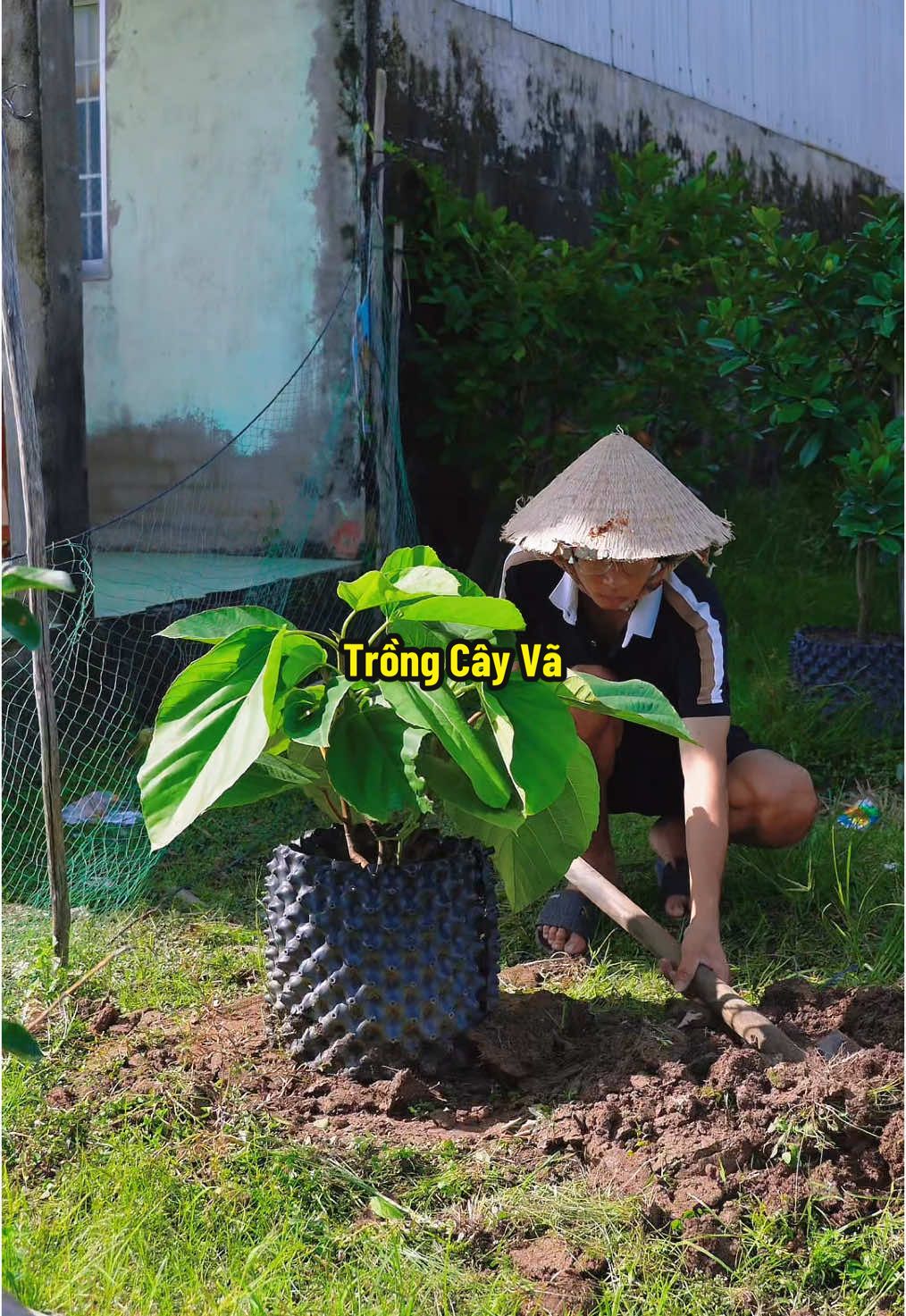 Cây Vã Nè, Lá To Lắm Luôn #hienonha 
