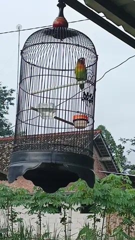 Trahh Sayur Wani ngeyel.....  #lovebirdjawatimur #lovebirdngekek #lovebirdkonslet #lovebird #kicau #kicaumania #kicaumanianusantara #lovebirdmentil #lovebirddurasiindonesia #fypage #semuaorang #lovenirdfighter #