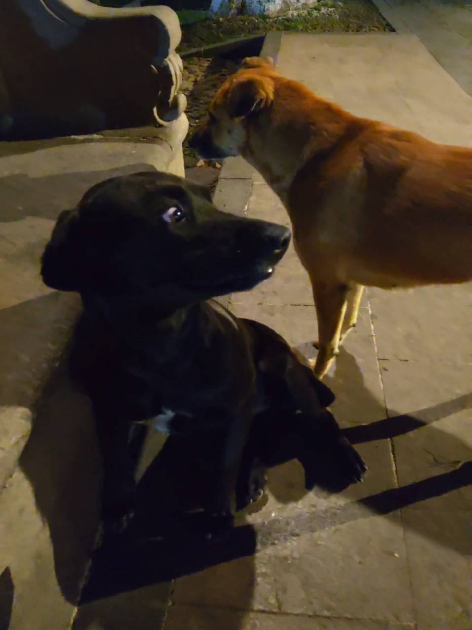 Estaba paralizado con mucho kiedo y no me podía mover #fyp #Audio #Perro #Lomito #Momazo #miedo #creepypasta 