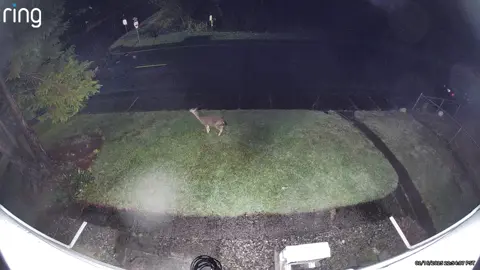 You ever see a deer squat before? #fyppppppppppppppppppppppp #animetiktok #deer 