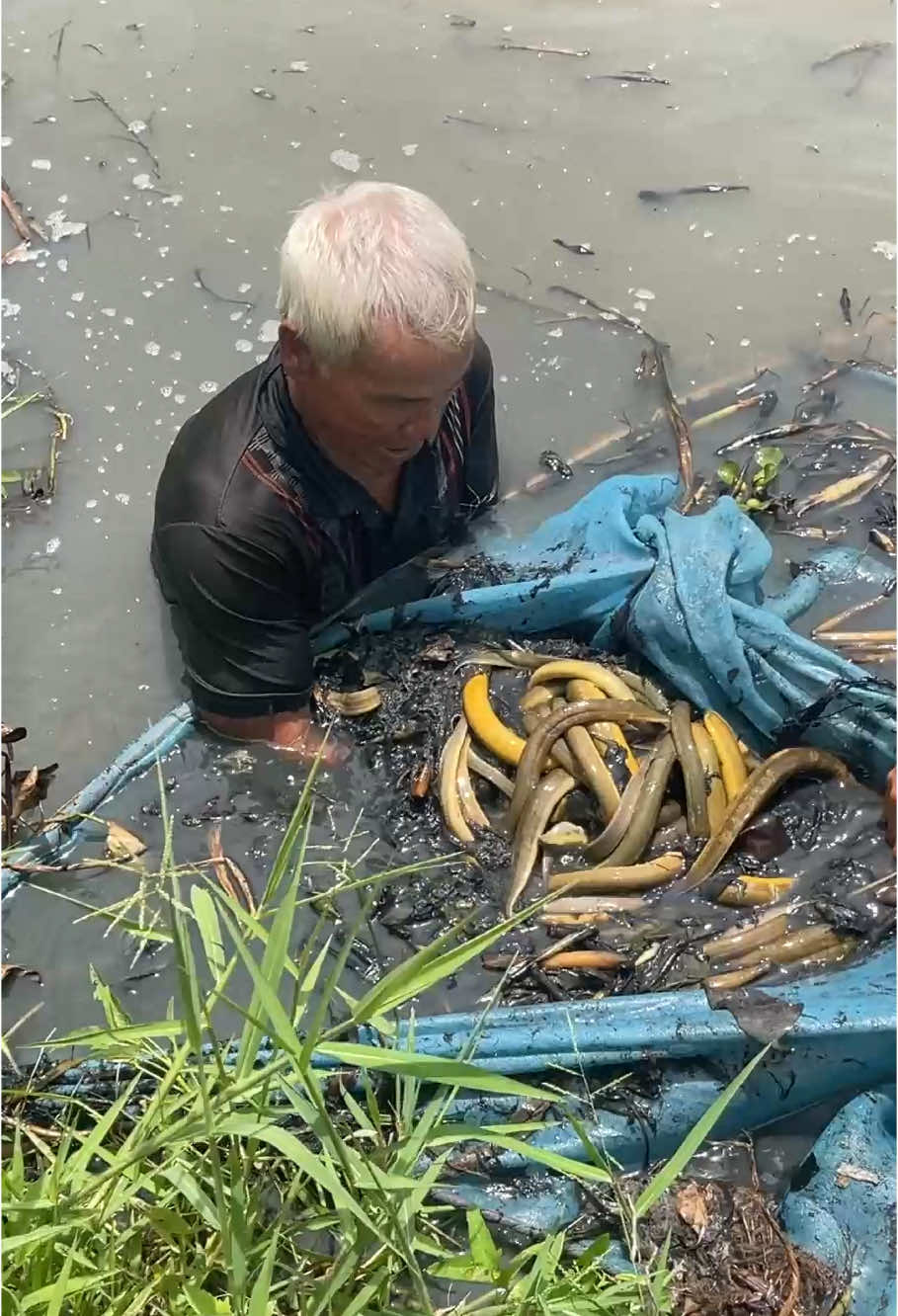 Trapping giant eel fish with primitive technology #fishing 