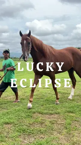 FOR SALE  Lucky Eclipse (kp5) Keeninsky x Winona EC Tinggi 165cm Umur 6thn Surat SBI  #fyp #fypシ゚ #falsstable #pecintakuda #kudaindonesia #pecintakudapacuindonesia #horselover #cilacap #pordasi #pordasiindonesia #horseracing #horsebreeding #jualbelikuda #berkuda #equestrian #berkudaindonesia 