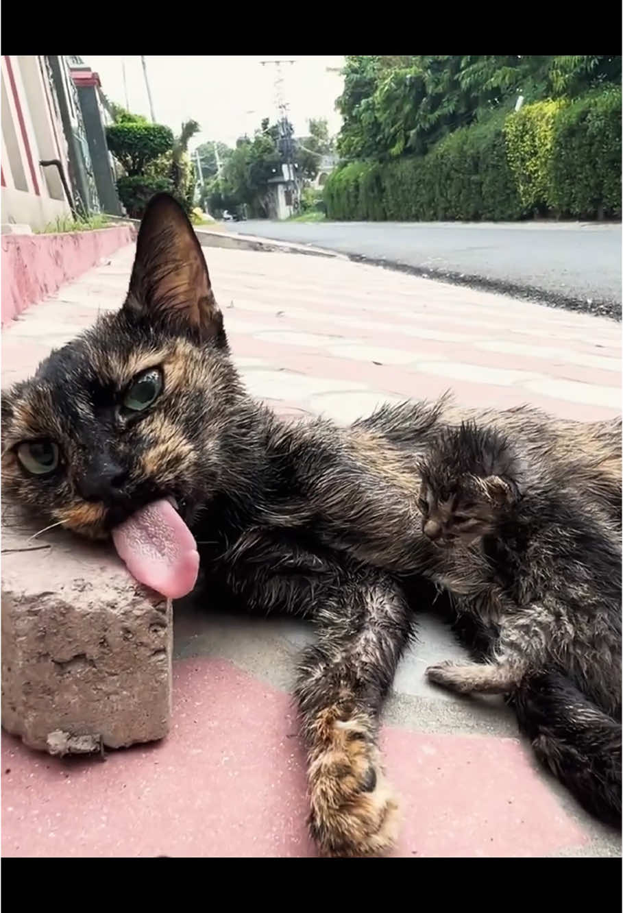 Thanks for rescuing the cat family but what happened to them before? #rescue #rescueanimals #animals #animalsoftiktok #rescuecat #cat #catsoftiktok #fyp 