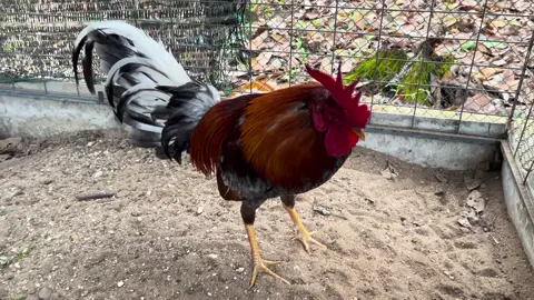 🥰🐓🇺🇸