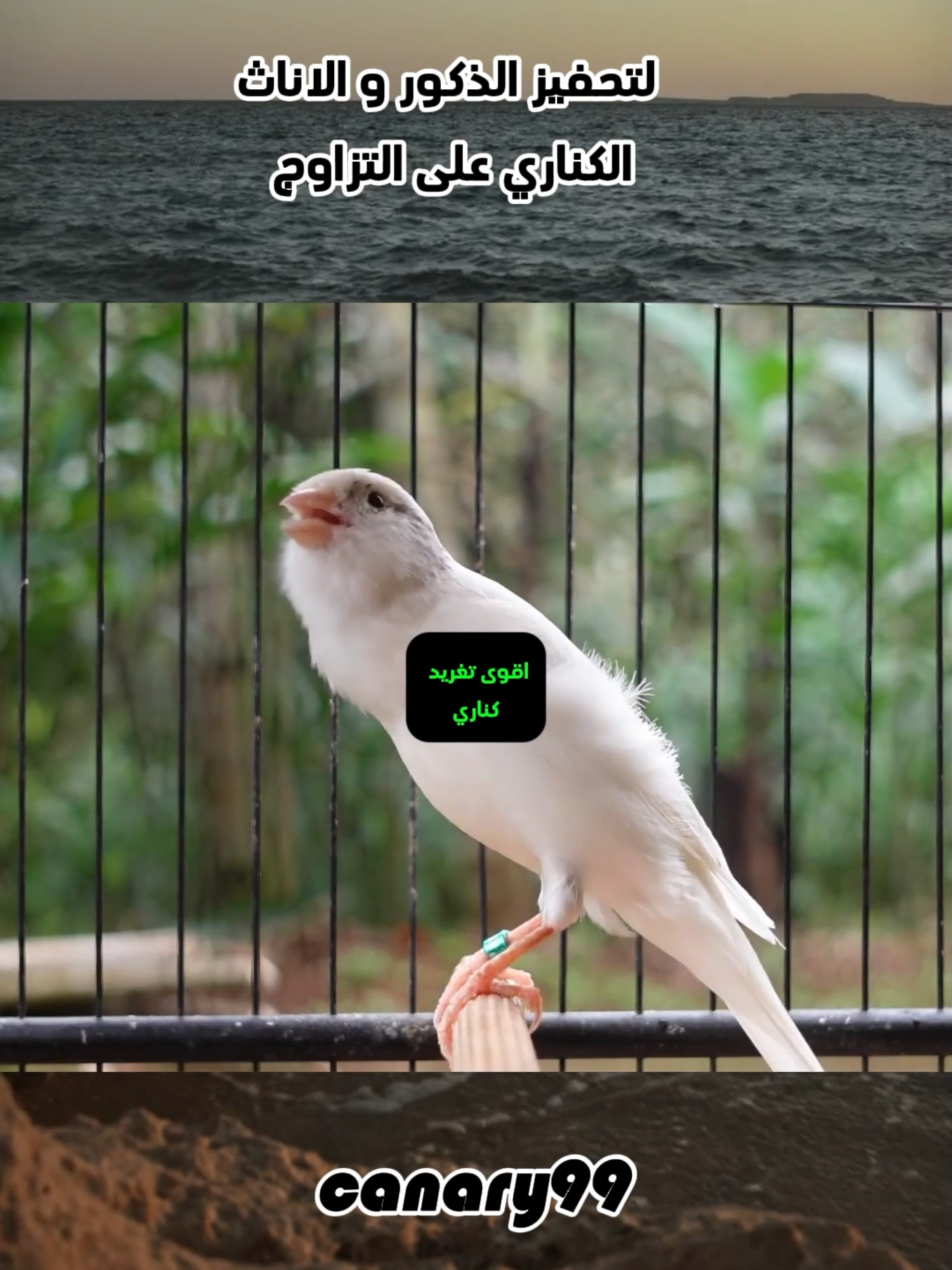 تغريد كناري  #canary_singing #chardonneret #canto_del_canarino #goldfinch #канарейка #مصر_السعوديه_العراق_فلسطين #Francia #España #فرنسا🇨🇵_بلجيكا🇧🇪_المانيا🇩🇪_اسبانيا #canto #stieglitz #Canary #تغريد_كناري #jilguero #استراليا #knarienvögel #cardellino #كناري_تيمبرادو #canto_andino #timbrado