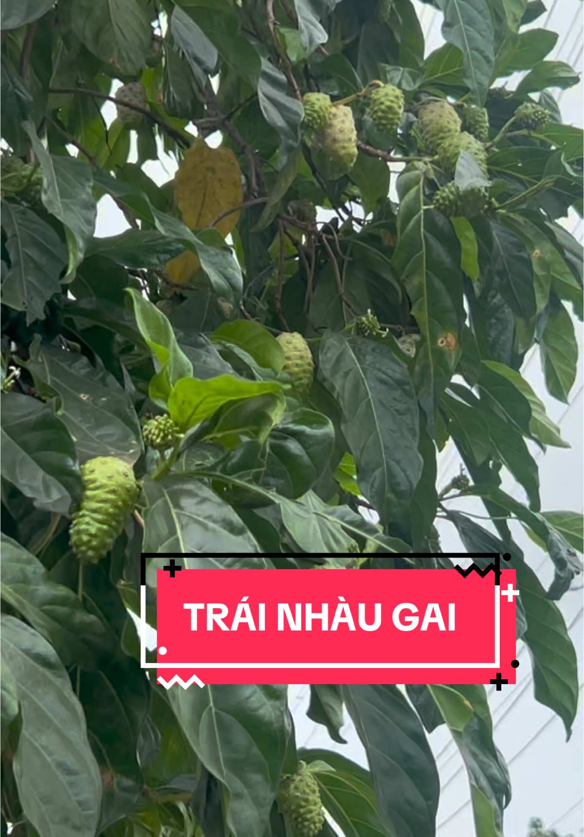 Cảm giác lần đầu ăn trái nhàu của mn ra sao ạ? #nhaungammatong #thiennhien #baithuochaymoingay #chiasekinhnghiem #daunhucxuongkhop #tieuduong  @Chi Lê - Khu Vườn Nhàu 