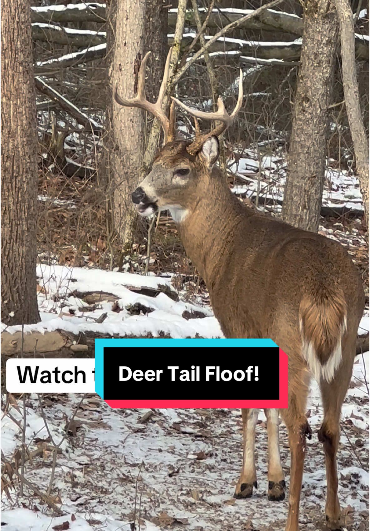 It’s so neat when they do this! ❤️ He heard something he didn’t like, It’s kinda like when a cat when it gets a little scared and it’s tail puffs up! #deer #nature #animal #deertok #wildlife #buck 