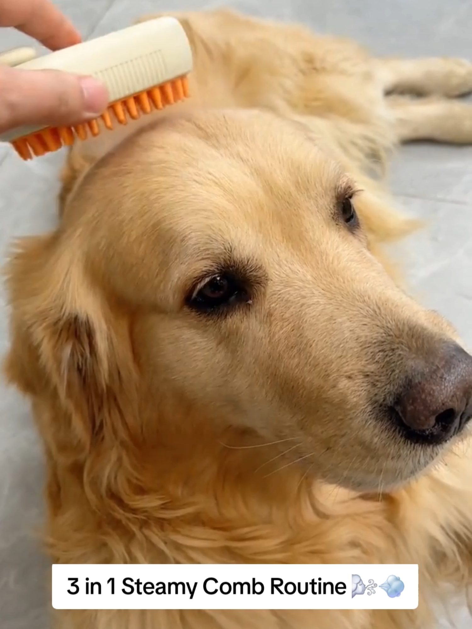 3 in 1 Steamy Pet Brush 🌬💨  #shedding #pethairremoval #dogbrush #dogproducts