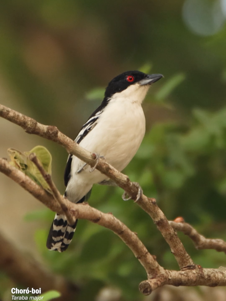 Quem vive no campo conhece bem o canto do choró-boi, uma choca que encanta com sua vocalização marcante. O macho, com seu canto característico é um dos sons mais emblemáticos da mata. No Brasil, essa ave recebe diversos nomes populares, como Pata-choca e cã-cã-de-fogo, em referência ao seu canto e ao seu olhar marcante. #ChoróBoi #CantoDaRoça #AvesDoBrasil #Vocalizações #planetaaves 