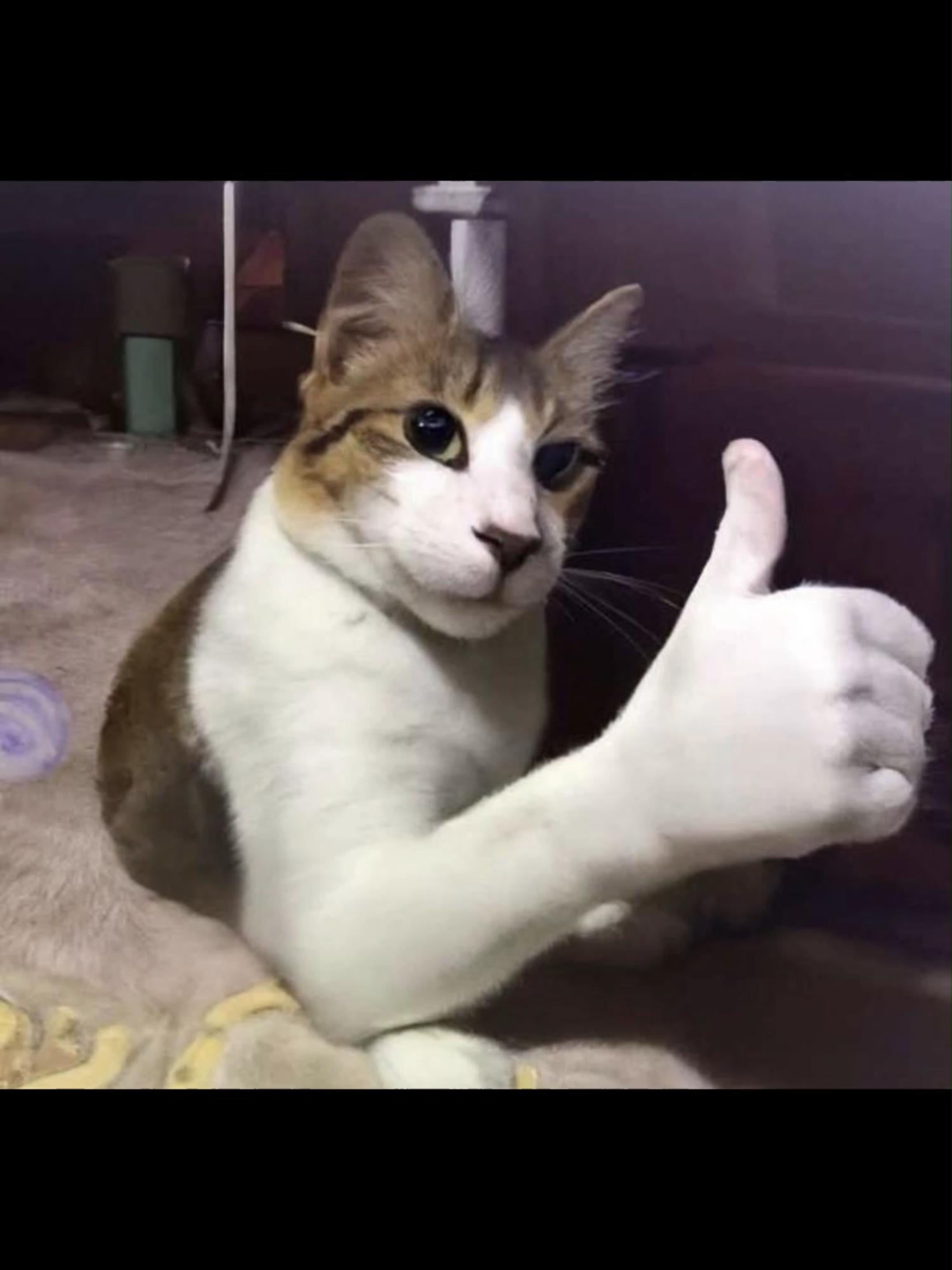 New try not to get scared video#catmemes #catpics #offlain #funnymemes #scaredcat #funnycats