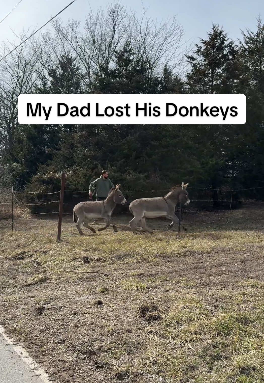 Oh country life 😂  Will not be forgetting this for a while! The way my dad talks to them has me cracking up 😂  #country #countrylife #donkeys #donkeylife #donkeyoftheday #donkeyrescue #fy #fyp #foryou #foryoupage 