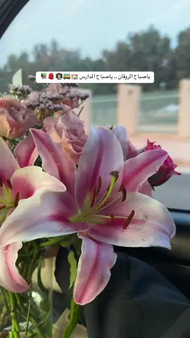 صباح المدارس 🏫🚌📚🎒✏️🗓️👩🏻‍🏫##الشعب_الصيني_ماله_حل😂😂 #مالي_خلق_احط_هاشتاقات #اكسبلووووورررر #اختبارات_نهائيه #يونس_محمود #صباح_الخير #s #رياكشنات_مضحكه_منوعه❤😂 #طالباتي_الحلوات❤️❤️ #شجون #♥️ #بدون_هشتاق #طبخ #بدون_هشتاق #تصويري_احترافي_الاجواء👌🏻🕊😴 #معلمات_السعودية #الخرج #اختبارات #اختبارات_نهائيه 