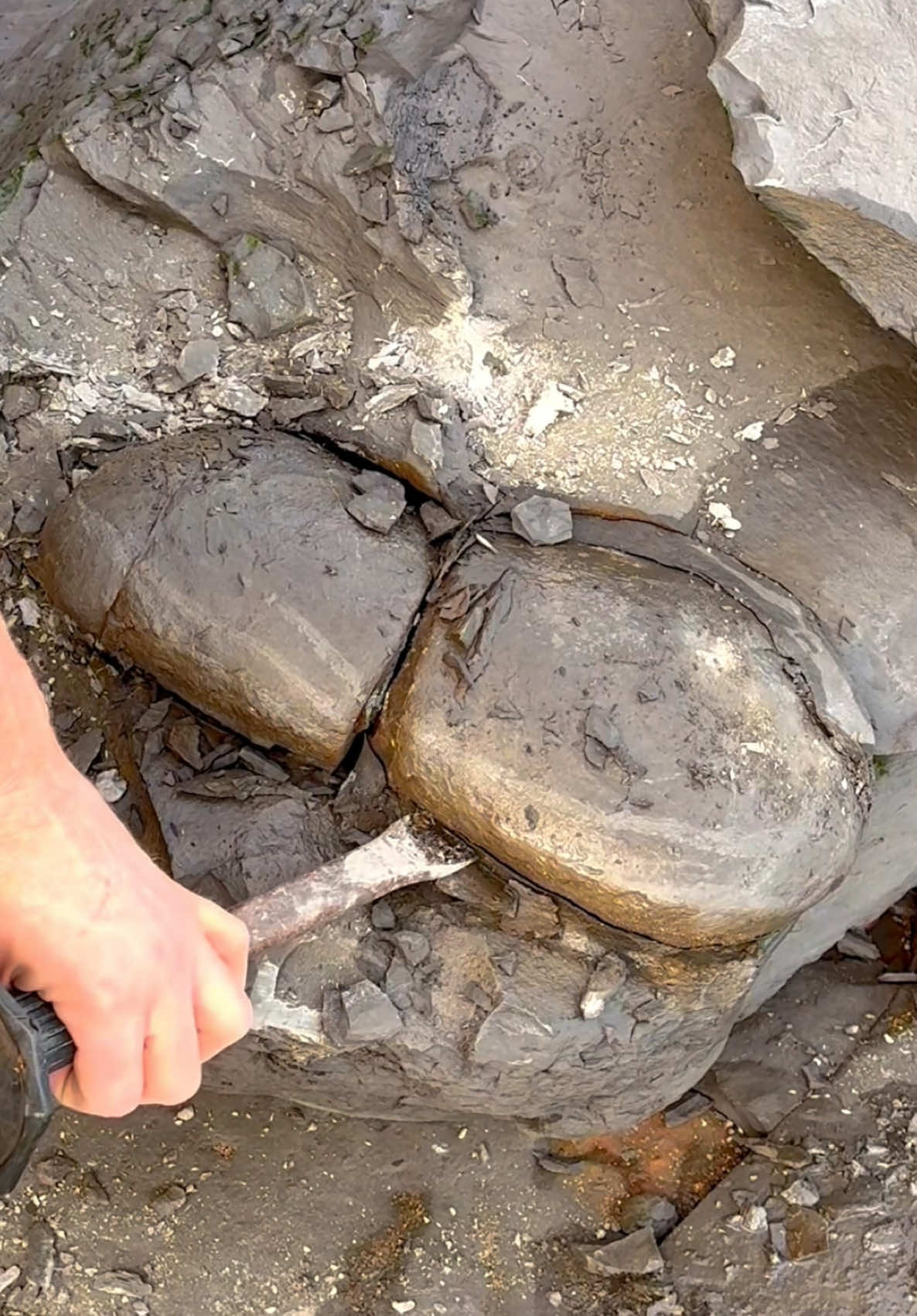 This sandy beach contained an ancient limestone boulder! 🏝️ We could see some calcite and knew a cephalopod was inside! 😍 Watch the whole video to see the gorgeous suture patterns and the following golden ammonite! 🤯🤩