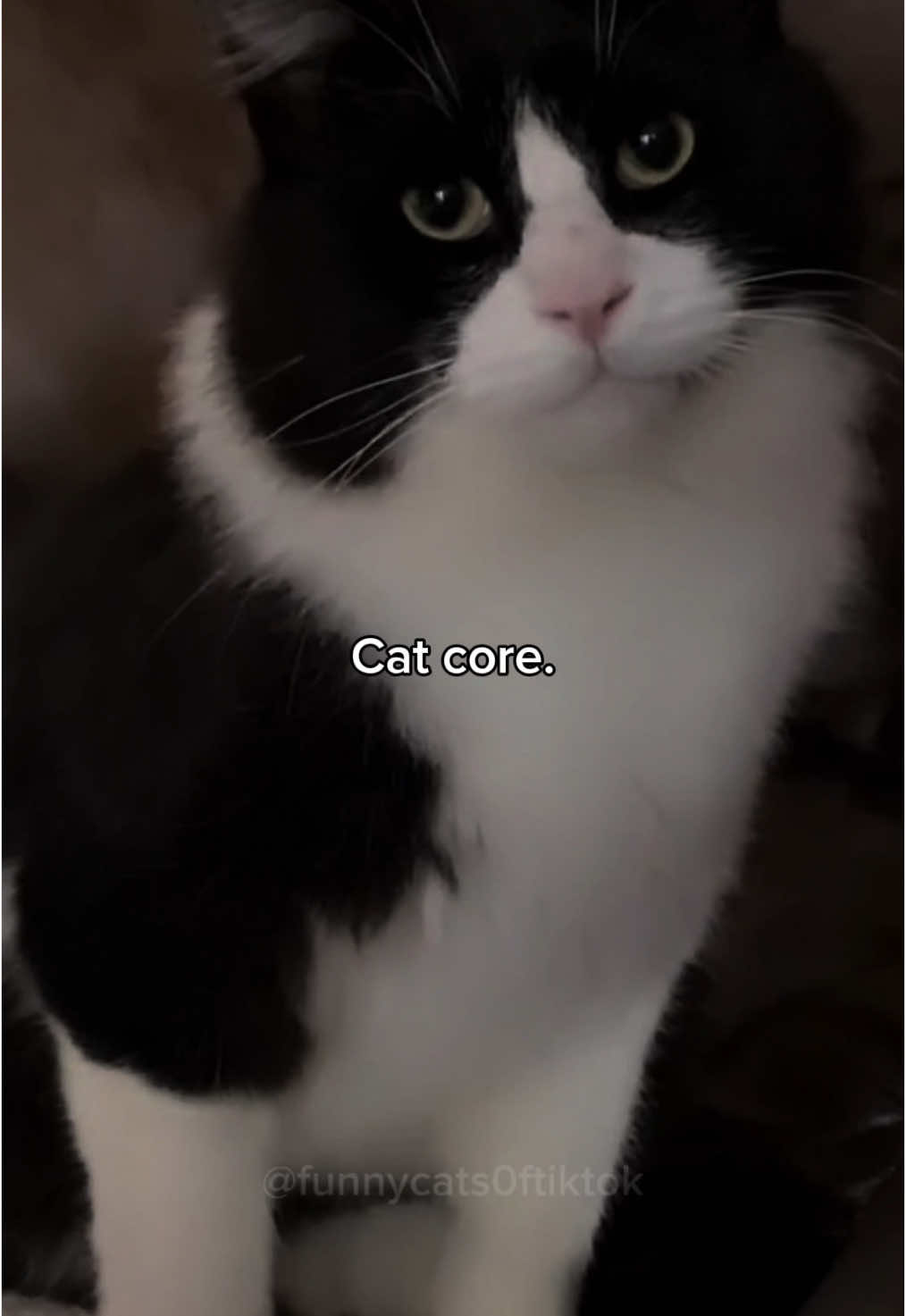 Part 68 | Cat core. Most iconic cats of all time! Funny cat videos #funnycats #funnyanimals #funnypets 