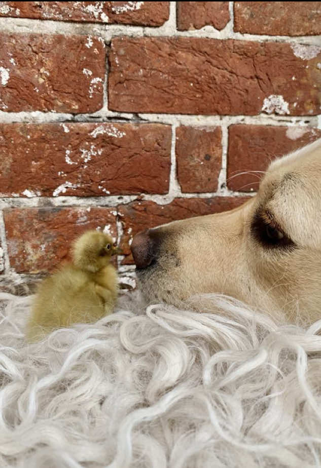 Replying to @appleuser26253572  The boss of the farm. Works hard keeping all of the animals in check and protecting all of the babies 🥹🧡 everyone needs a Digby  