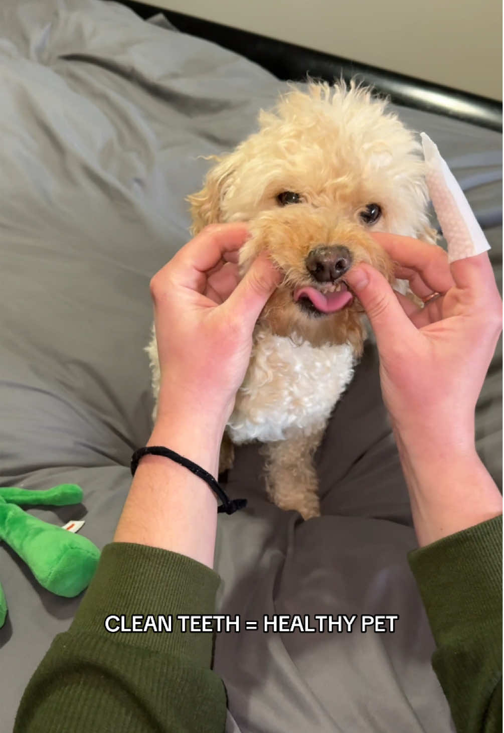 It’s not easy trying to clean your dog’s teeth, but using a finger wipe instead of a toothbrush definitely helps. Invest in your animal’s dental care now so it doesn’t cost you later! #pethealth #dogteeth 