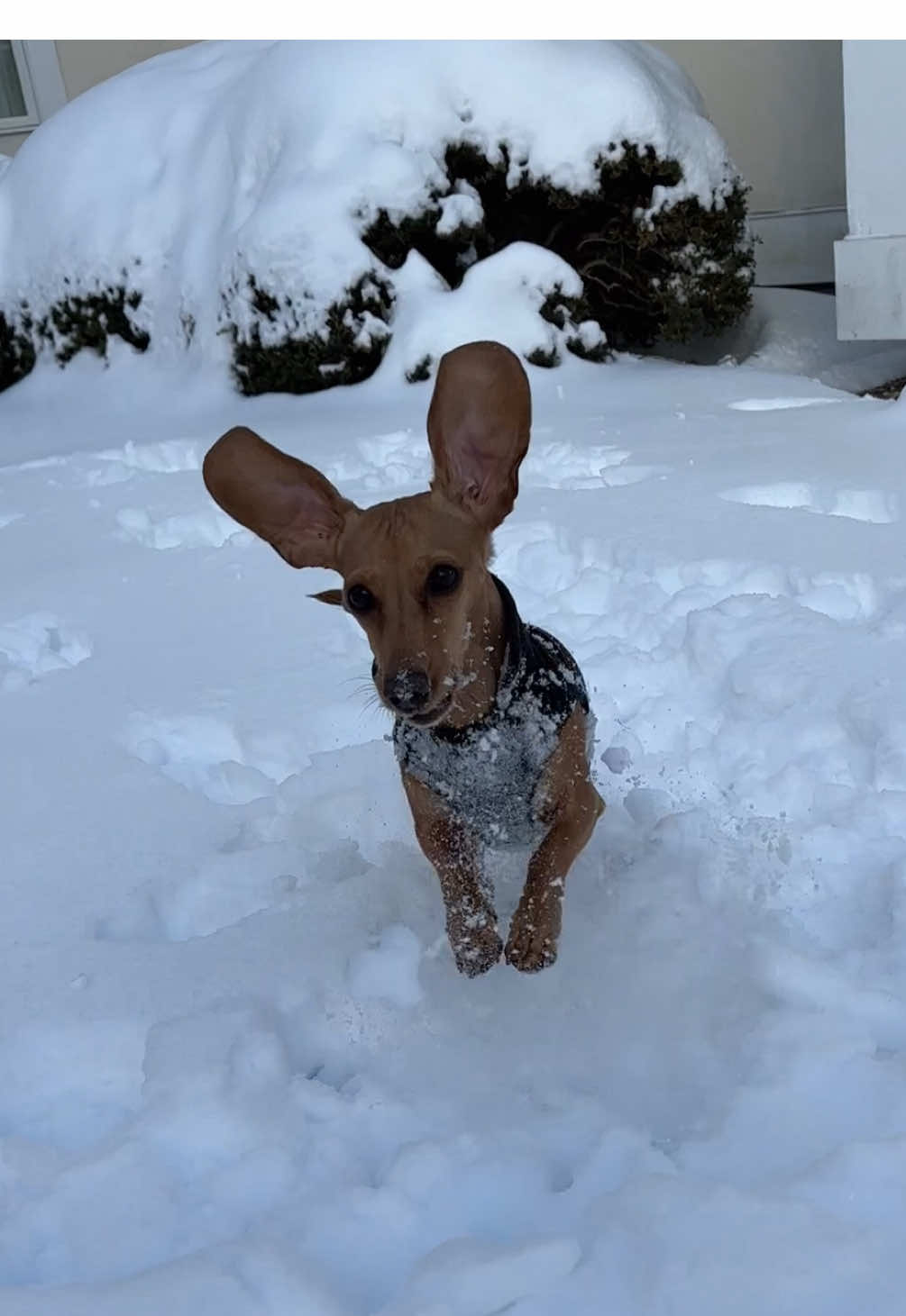 Have you ever seen a snow bunny kangaroo!? Now you have 🐰❄️🦘🤣 #dogsoftiktok #foryou #funnydogs #snowday #dachshund #happy @Wilson the Wiener 