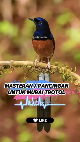 Masteran Murai Batu Suara Jernih Full Durasi #masteranmuraibatu #masteranburung #murai #muraibatu #muraibatuindonesia #muraibatumedan #muraibatumania #kicau #kicaumania #kicaumaniaindonesia #kicaumanianusantara #kicauburung 