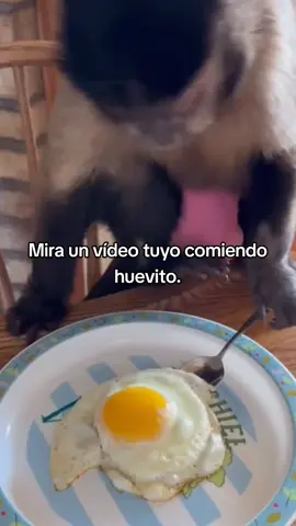 Que monito😍😹 #monkey #monkybaby #mono #fyp #humor 