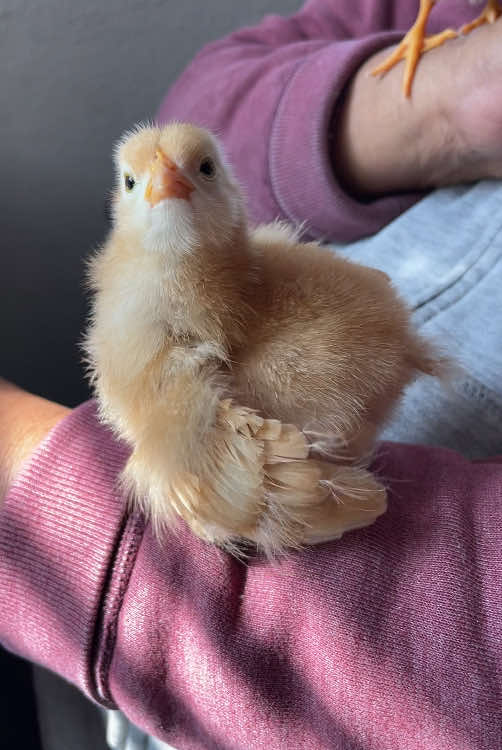 New feathers growing 🐥 🌼 adorable #cutechicks #cutepet #backyardchickens #favorite #chickeover #favoritepet #fyp #animallover #lovely #follower🥺❤️ #fypシ #adorable #cutebaby #