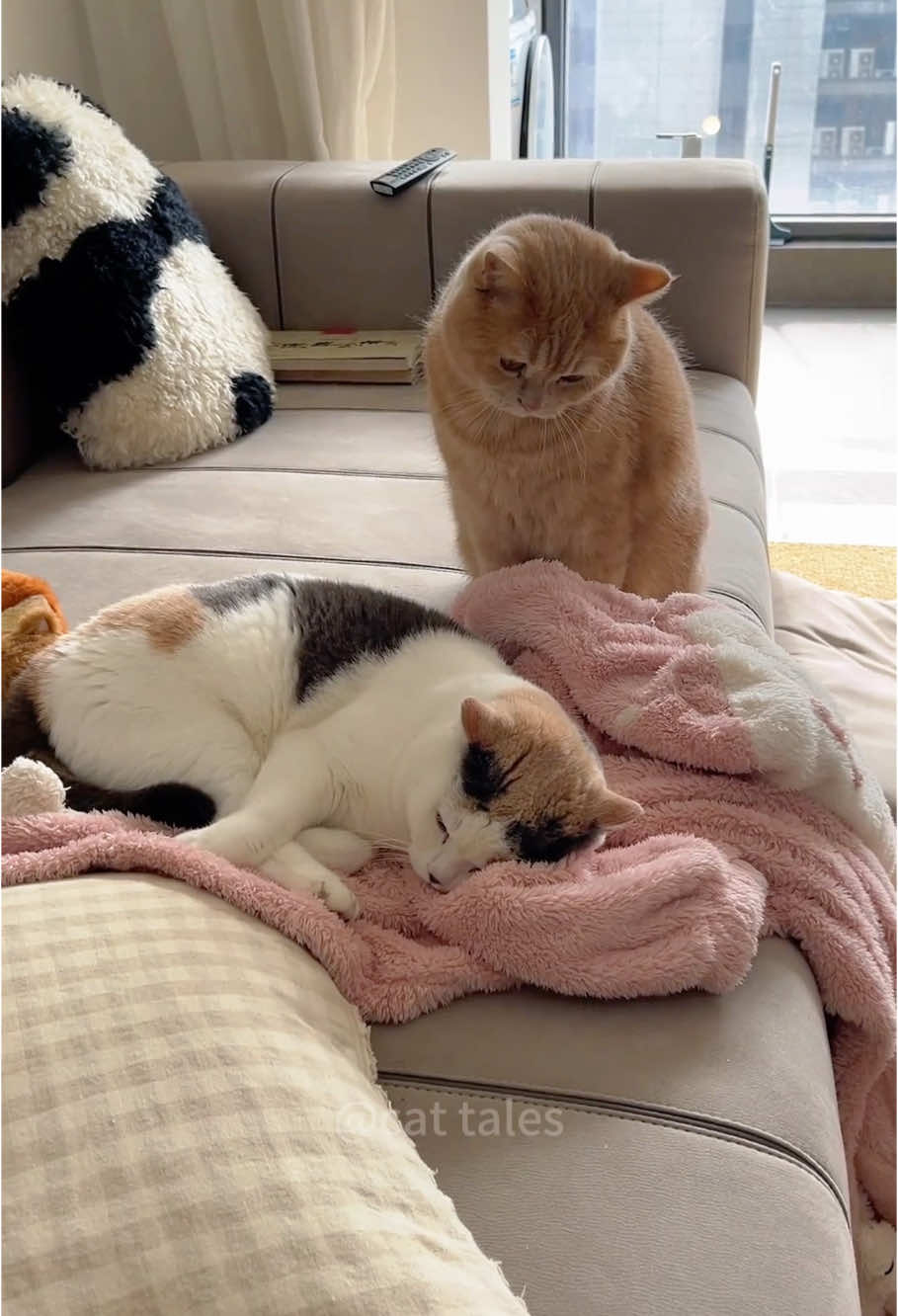 Cat sneak attck 🤣#cat #funny #catsoftiktok #pets #funnyvideo #cute #foryou 