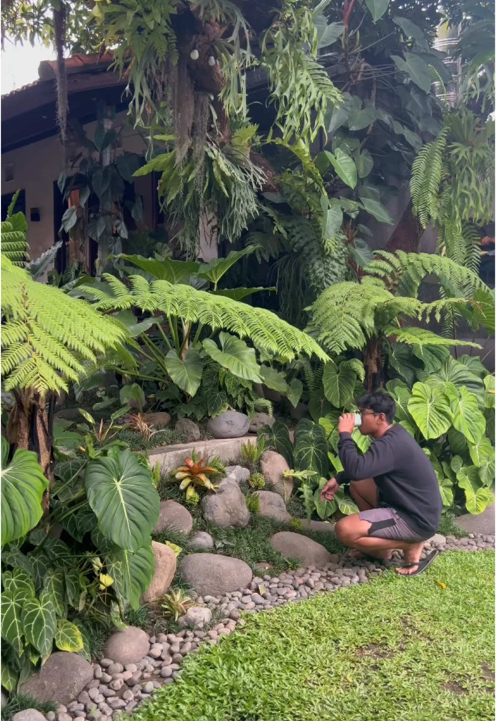 Kebunku yang sederhana 🌿 #garden #gardendesign #gardeninspiration #tamanrumah #tamanminimalis #gardenideas #tropicalgarden #aroidjungle #aroidaddicts #gardensoftiktok  