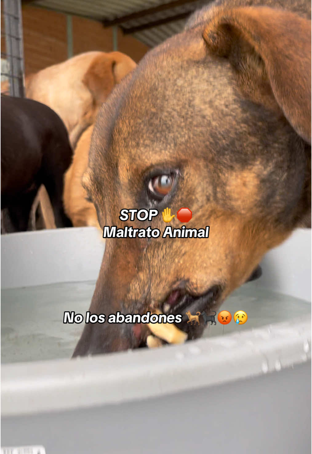 No al maltrato animal 🐕😡👍🏼🐶🐈‍⬛⚠️ #perritos #animales #perritosrescatados #maltratoanimal #perritostiktok #stop 