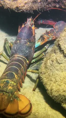 The lobster waved its big claws so aggressively that the eel was stunned. #diving #crab #catchthesea #seafood #seaside #fish
