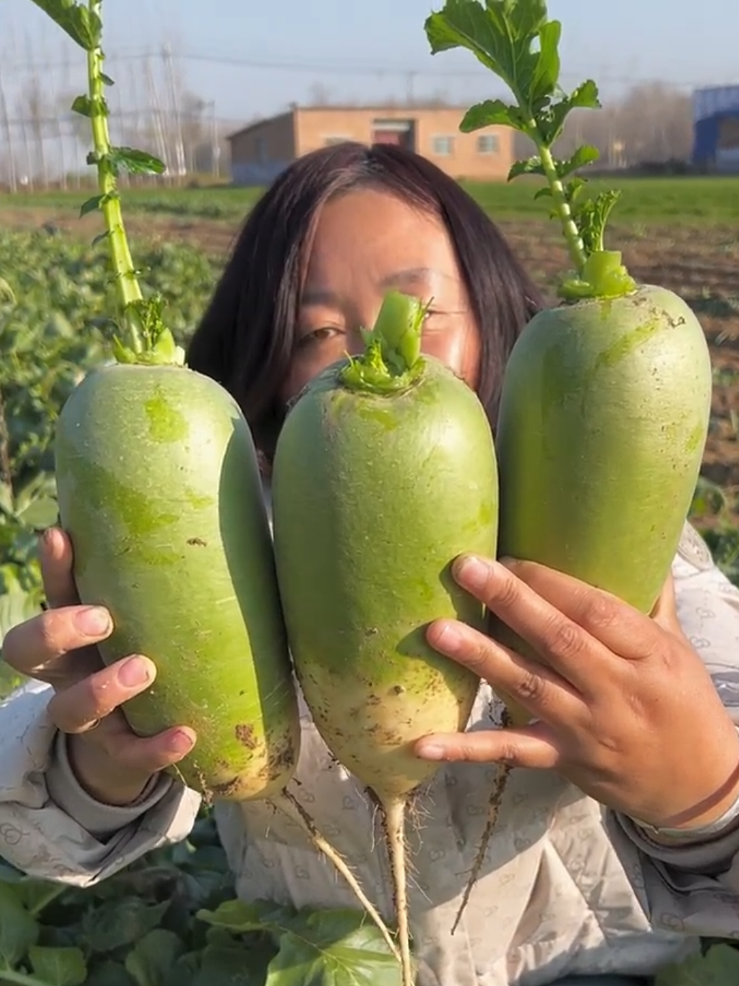 So cool 😎 fresh radish harvest #nature #harvest #fresh #agriculture #radish