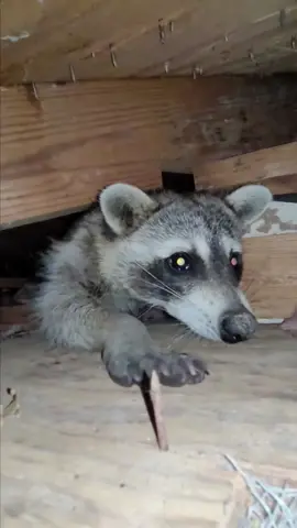 A Startled Raccoon Jumped Down From Above And Then #rescueanimals #animalsoftiktok #fyp #raccoon #raccoonsoftiktok 