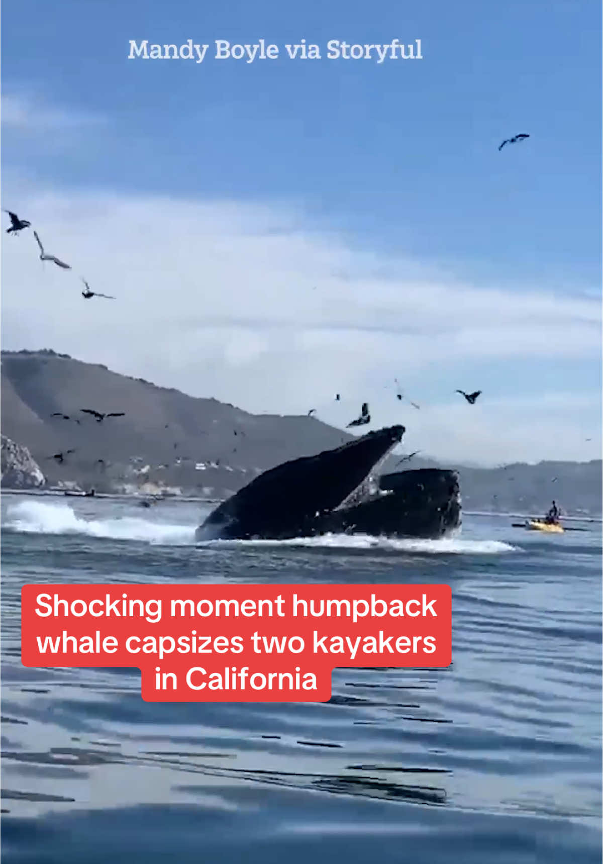 Shocking moment humpback whale capsizes two kayakers in California #Shock #Footage #Whale #Kayaking #California #WorldNews 