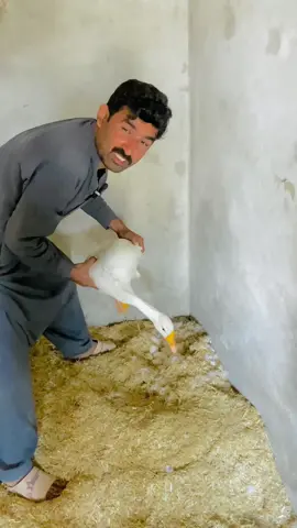 Duck Attack On Duck #duck #ducks #ducksoftiktok🦆 #pets #gabbarpethouse #foryou #foryoupage #unfrezzmyaccount #petslovers @Rehman Ch Vlogs 