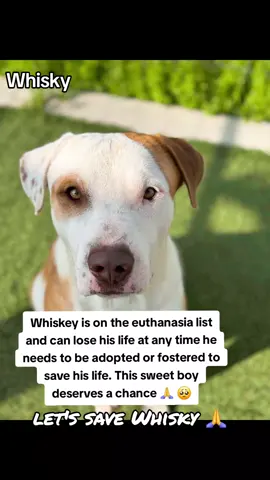 Please apply @Rescue Dog Army  WHISKY IS ON THE URGENT LIST AND CAN BE EUTHANIZED AT ANY TIME.  NAME. WHISKY.  #A630965 . 2D05. VOLUNTEERS NOTES 📝  Very calm in his kennel.  wasn't reactive walking past kennels.  knows how to walk well on a leash.  loves to play with toys.  can be a little rambunctious/jumpy.  has a happy and goofy personality.  likes to play fetch.  knows sit.  knows how to take treats nicely.  knows paw.  he's treat motivated.  he's a well mannered boy for the most part.  low to medium energy level.  seems to be potty trained.  loves to engage and goof around with his human.  patient when waiting for a treat.  gives couch potato vibes in the household environment.  loves receiving affecton from his human.  IF YOU CAN FOSTER OR ADOPT PLEASE APPLY @RESCUE DOG ARMY APPLICATION IN BIO ASAP 🚨  OUT OF STATE ADOPTION IS POSSIBLE.  ADDRESS.  HARRIS COUNTY PET'S SHELTER. 612 CANINO RD IN HOUSTON TEXAS.  #adopt #foster #rescue #resuedogarmy #harriscountypets #FYP #savealife #euthlist 