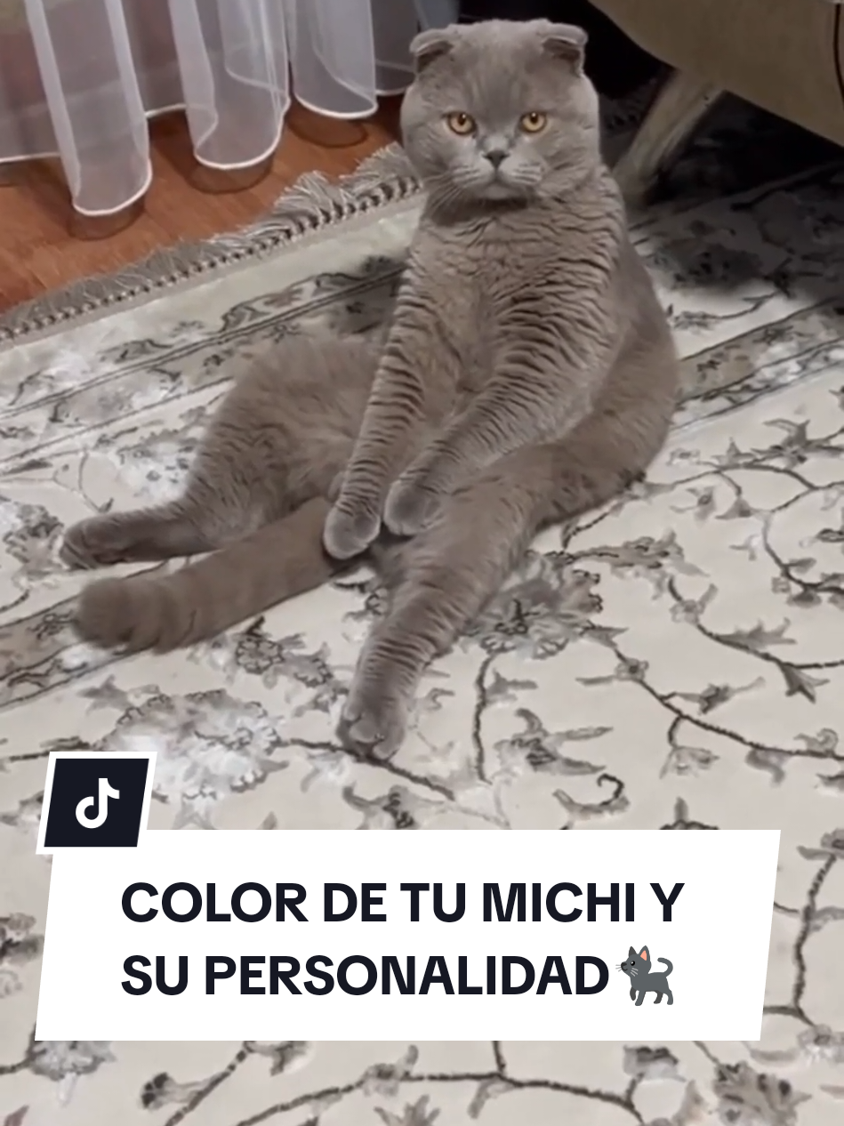 Mira la personalidad de tu michi de acuerdo a su color 😺 🟡 #gato #mascotas #catsoftiktok #videoviral #videosdivertidos 