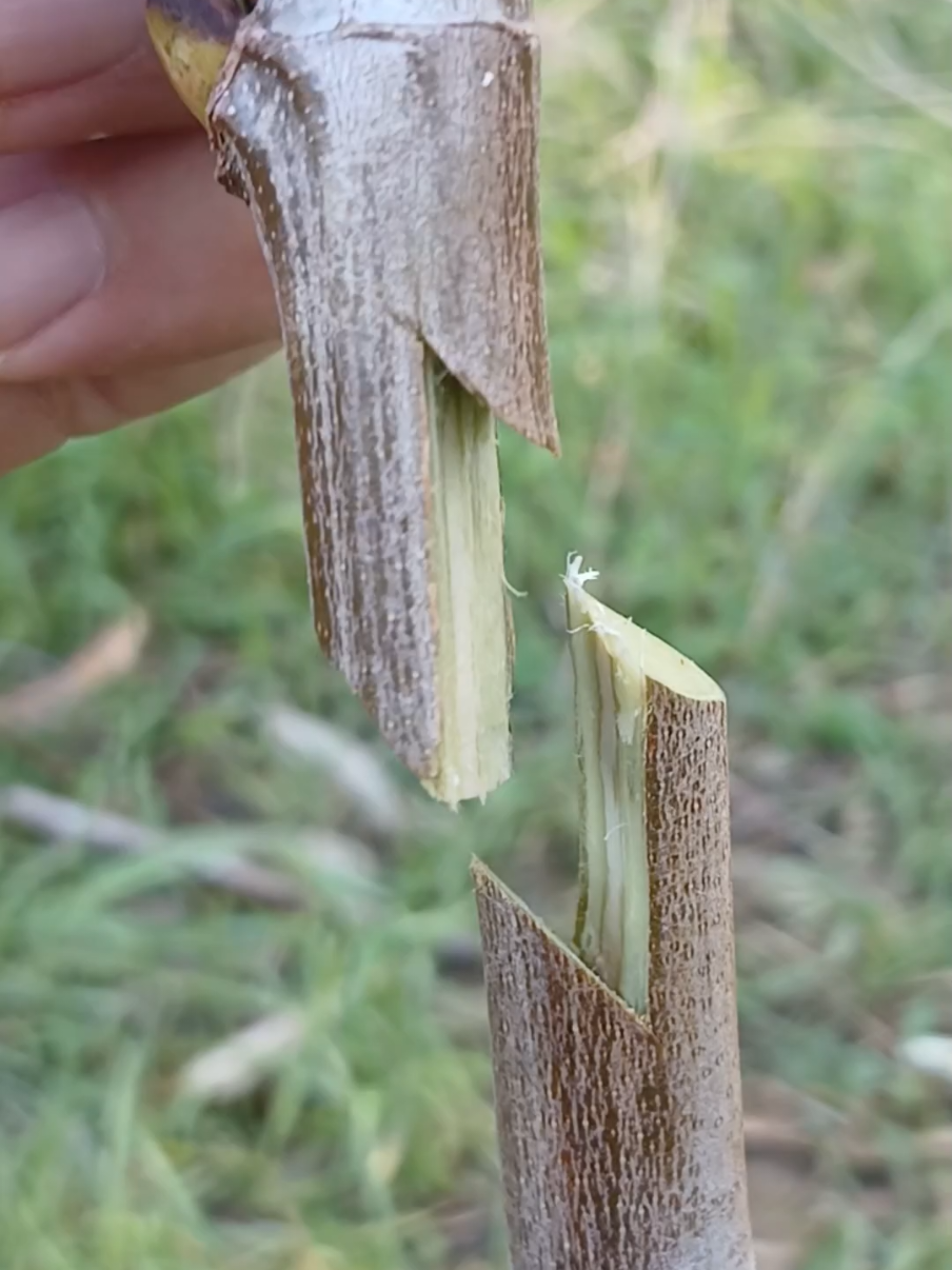 grafting plante  #france🇫🇷  #grafting_plante 