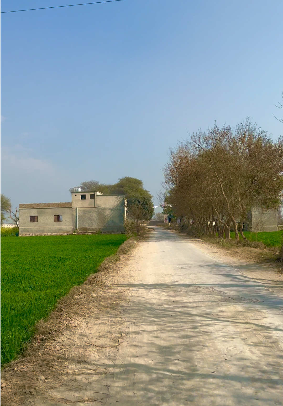 گاؤں کی سڑک اور دونوں اطراف لہلہاتے کھیت #villagelife #simplelife 